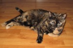 Adopt cat Fiona