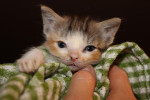 Kitten Cierra for adoption