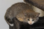 Kitten Farrah for adoption