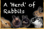 A Herd Of Rabbits For Adoption At Oasis