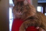 Cinnamon - a cat for adoption