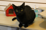 Cat Daisy-Jane for adoption