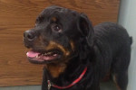 Zap. A dog for adoption. Rottweiller