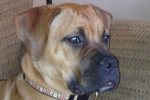 Nora. Bull Mastiff pup for adoption