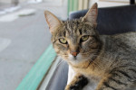 Savannah. A cat for adoption at Oasis Animal Rescue