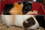 Guinea Pigs Tig And Dexter For Adoption