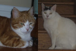 Tippo and T Tam - cats for adoption