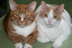 Adoptable cats Joey and Monty