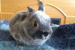 Baby Bunny Bailey