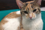 Marlee. An adoptable cat at oasis animal rescue