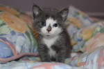 Kitten named Bonnie for Adoption