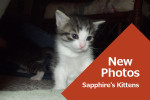 Sapphire's Kittens New Photos