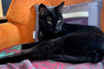 Black cat named Harpie for adoption