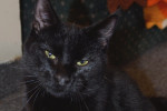 Black cat named Jordan for adoption.