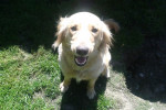 Yellow Lab / Golden Retreiver cross Tabitha. adoption / pet-rehoming. Oasis Animal Rescue