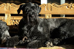 Charly. Bouvier/Golden Mix dog for adoption. Oasis Animal Rescue. Oshawa