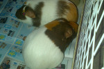 Cuddles and Jiggles. two guinea pigs for adoption at oasis animal rescue, Oshawa, ON