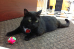 Kenai. A cat for adoption at Oasis Animal Rescue, Oshawa, ON