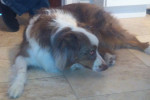 Australian Shepherd dog named Foster - for adoption