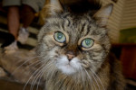 Hermione, cat for adoption, Oshawa.