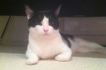 Kindle. A rescue cat for adoption. Contact Oasis Animal Rescue, Oshawa, ON