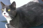 Cat named Cookie for adoption at Oasis Animal Rescue, Oshawa, Ontario