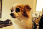 Matty. New Home Needed For Dearly Loved Chihuahua