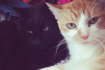 Tucker and Darcy are cats for adoption at Oasis Animal Rescue, Oshawa