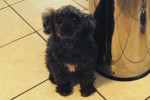 Minature Poodle named Lily for adoption. Contact Oasis Animal Rescue, Oshawa, 905-728-8500