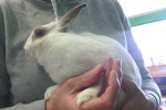 Munchkin. Rabbit for adoption at Oasis Animal Rescue, Oshawa, ON