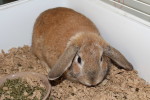 Slopsy. A rabbit for adoption at Oasis Animal Rescue