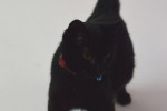 Minnie. Black cat for adoption