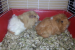 Sandy and Luna. Guinea Pigs for adoption. Oasis Animal Rescue