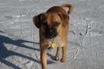 Champ. A Puggle dog for adoption. Contact Oasis Animal Rescue