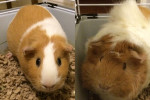 Chika and Daisy. Guinea pigs for adoption