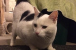 Gabriel - a cat for adoption at Oasis Animal Rescue