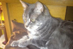 Jack. Male cat for adoption. Oasis Animal Rescue