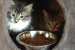 Curly and Moe. Adoptable kittens. Durham Region, Toronto GTA pet adoption