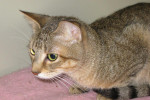 Pluto. Cat for adoption. Oasis Animal Rescue