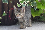 Neeko. Special Kitten Abandoned. For adoption. Contact Oasis Animal Rescue