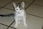 Wilma. Kitten for adoption. Oasis Animal Rescue