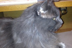 Thomas. Affectionate Cat For Adoption. Oasis Animal Rescue