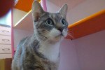 Beatrice. Momma Cat seeking her own forever home. oasisanimalrescue.ca