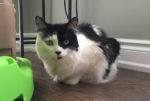 Moo. Cat for adoption. Contact Oasis Animal Rescue, Durham Region