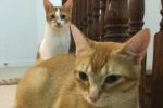 Gizmo And Ginger. Two Beautiful Cats Find Loving New Home 