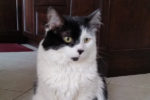 Madison. Cat in need of foster / permanent home. Toronto GTA