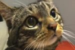 Mimi. Tabby cat for adoption. Toronto GTA, Durham Region