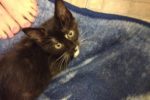 Pixie. Kitten for adoption. Toronto GTA Durham Region