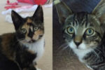 Kittens For adoption. Salena and Halsey.