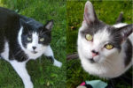 Cats for adoption. Tuxedo and Jasper. Toronto GTA Durham Region